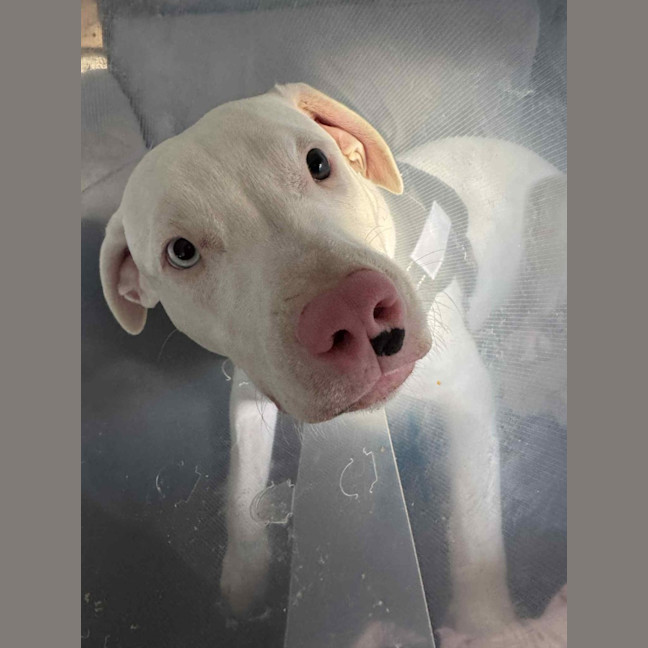 Photo of Casper   11 Month Old Staffy X