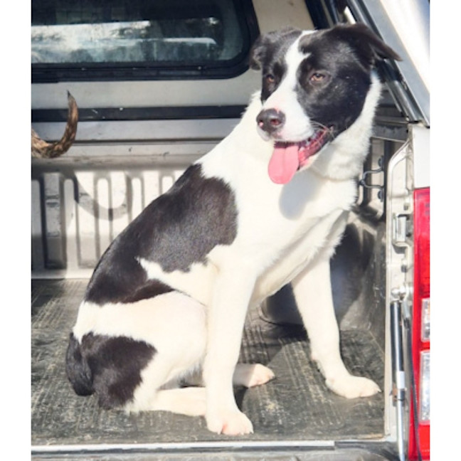 Photo of Loki