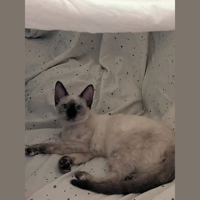 Photo of Poppy