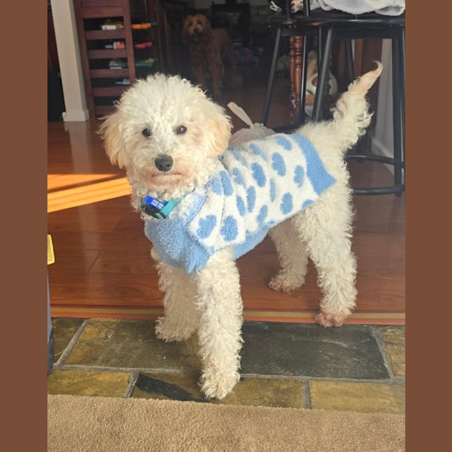 Photo of Archie   10 Month Old Spoodle