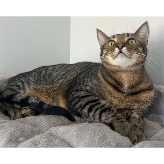 Photo of 8733   Coby