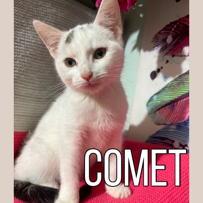 Photo of Comet