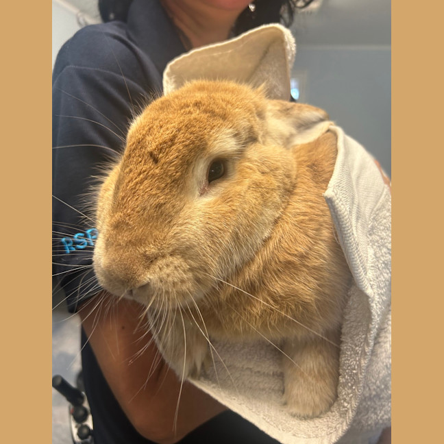 Photo of Caramel