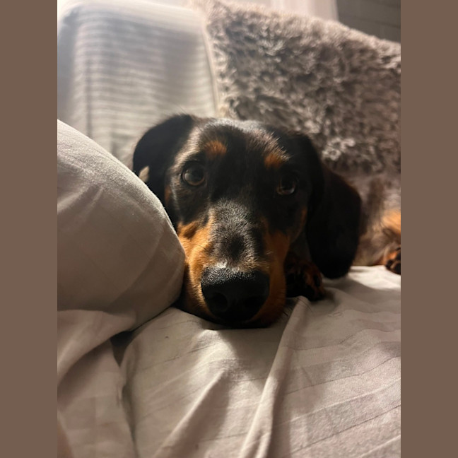 Photo of Slinky   1.5 Year Old Dachshund X Aus Shepherd