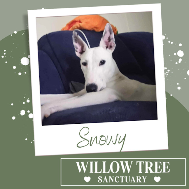 Photo of Snowy