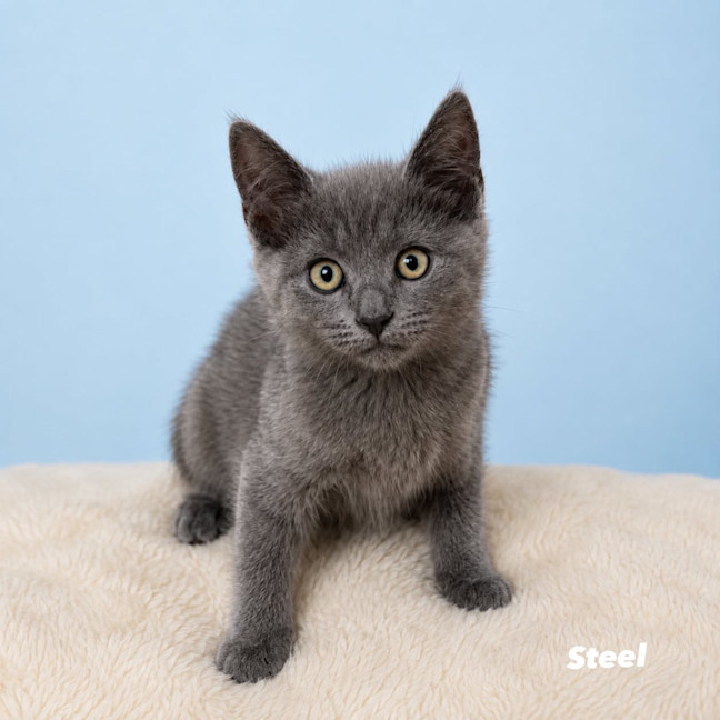 Photo of Steel