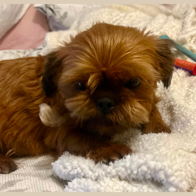 Photo of Moo(moo Moo)