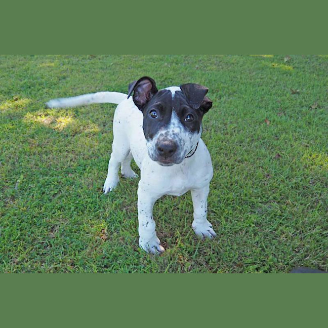 Photo of Patch