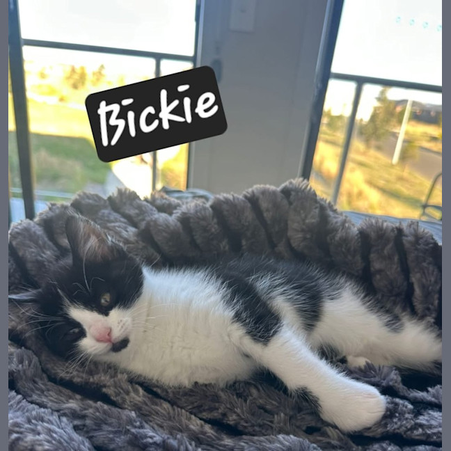 Photo of Bikkie
