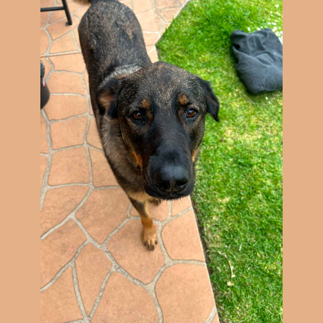 Photo of Bear