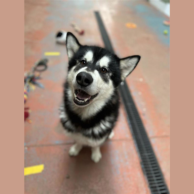 Photo of Loki