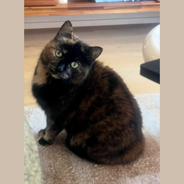 Photo of Wiggles