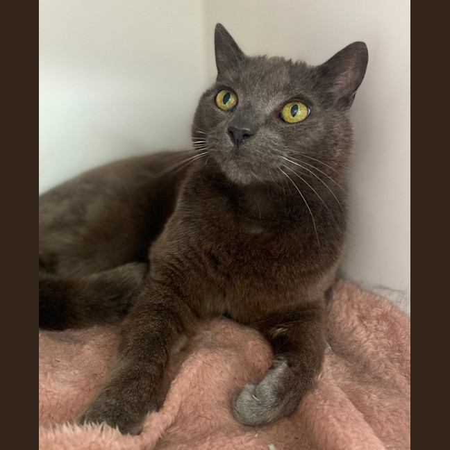 Photo of King Louie (0617)