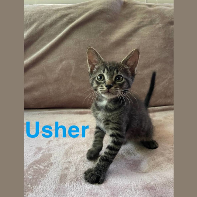 Photo of Usher
