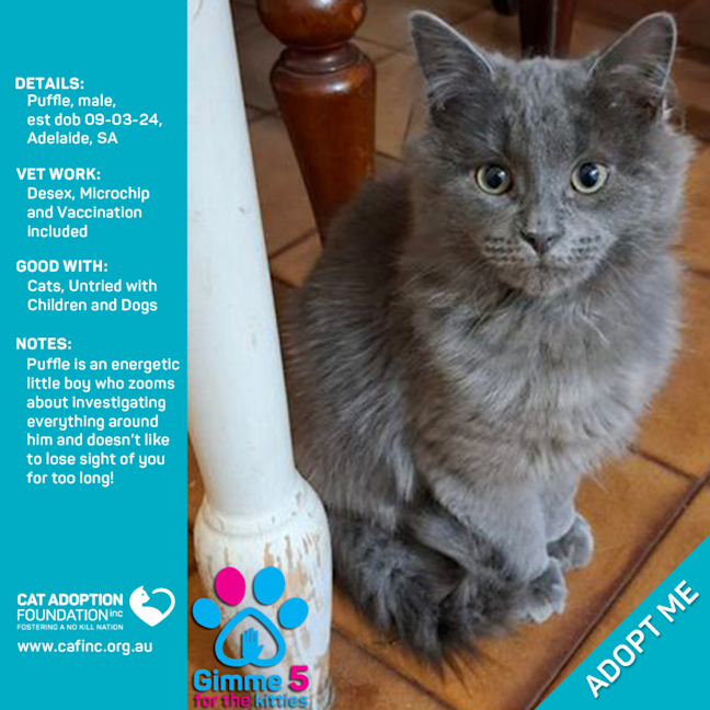 Photo of Puffle Just $50 Limited Time!