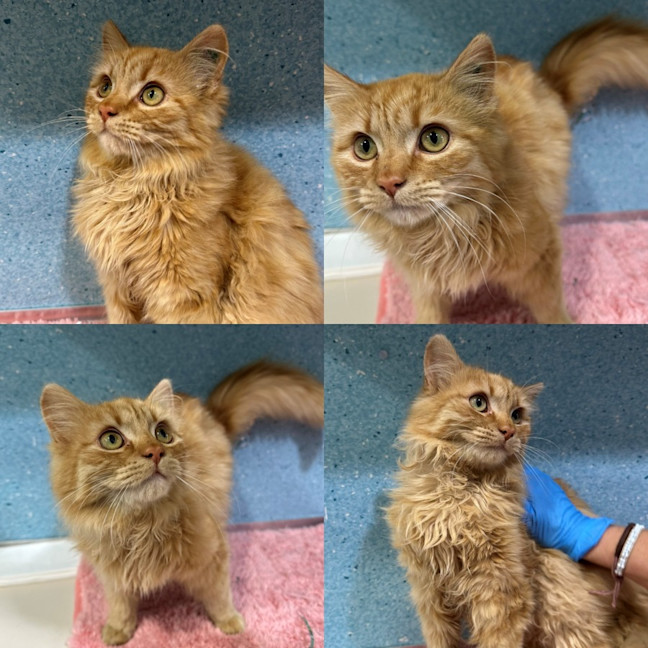 Photo of Kiwi