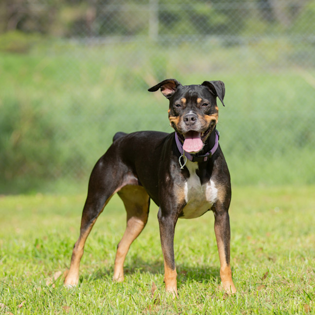 Photo of Sadie