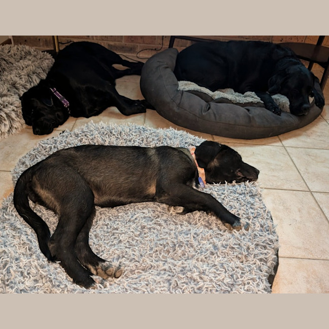 Photo of Noir   14 Week Old Labrador X French Mastiff