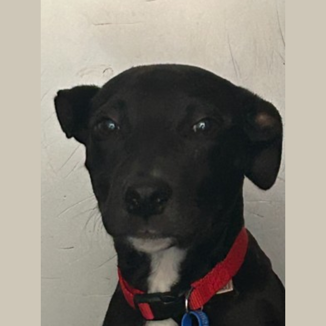 Photo of Ryder