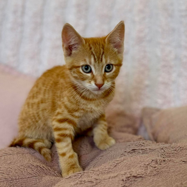 Photo of Ziggy   In Foster Care In Croydon