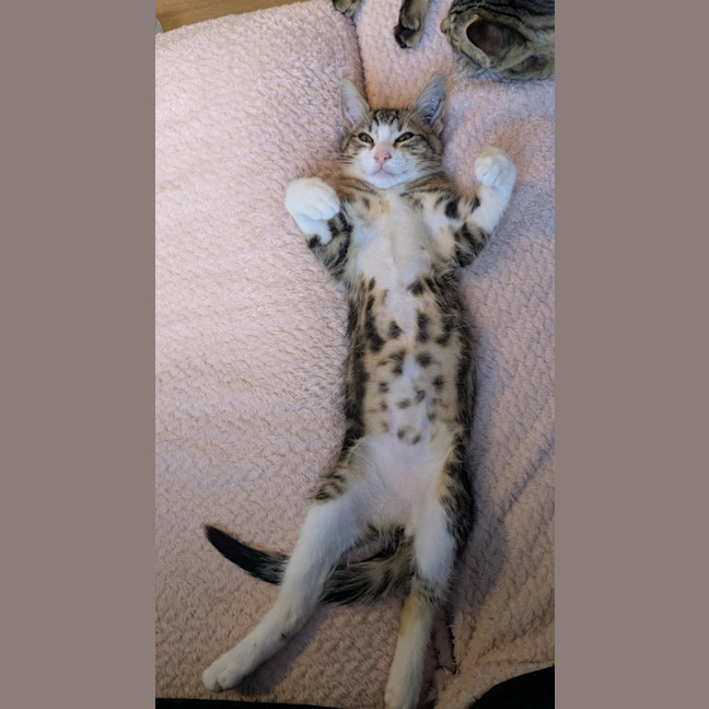 Photo of Bertie & Bolt 