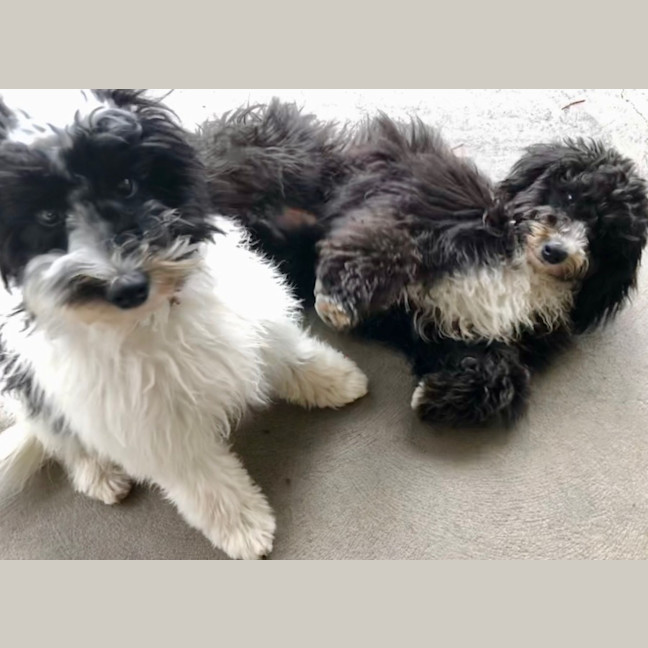 Photo of Frankie & Rosie