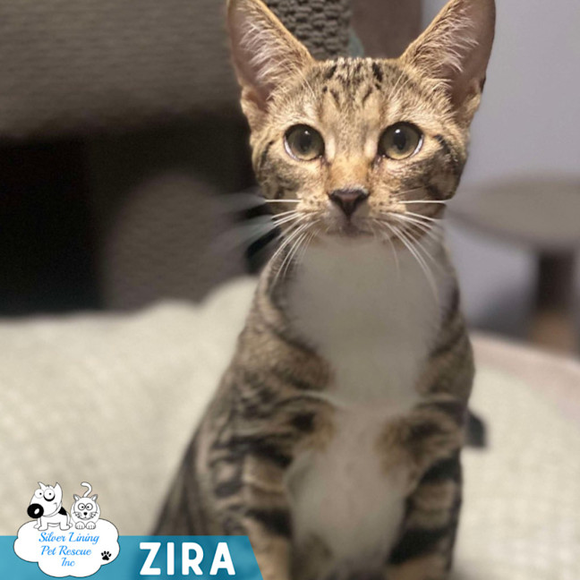 Photo of Zira