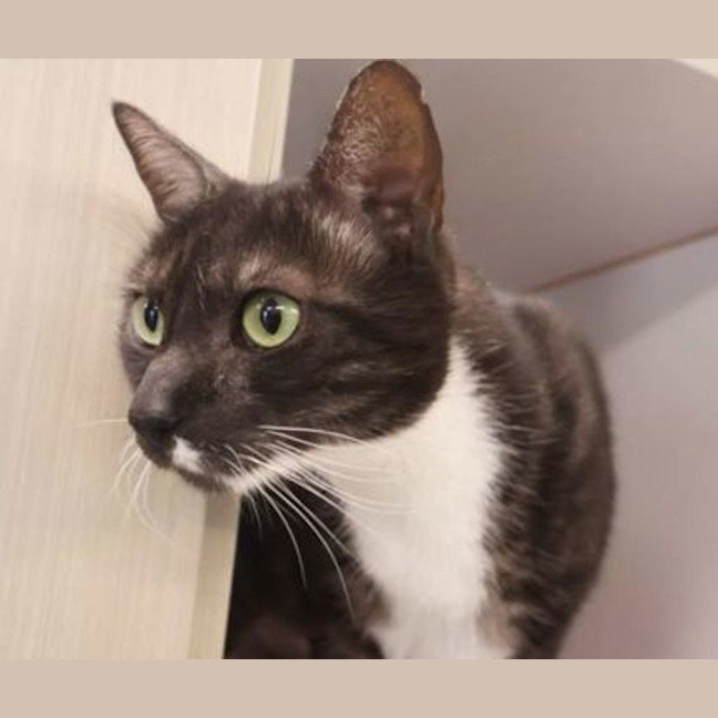 Photo of Pebbles
