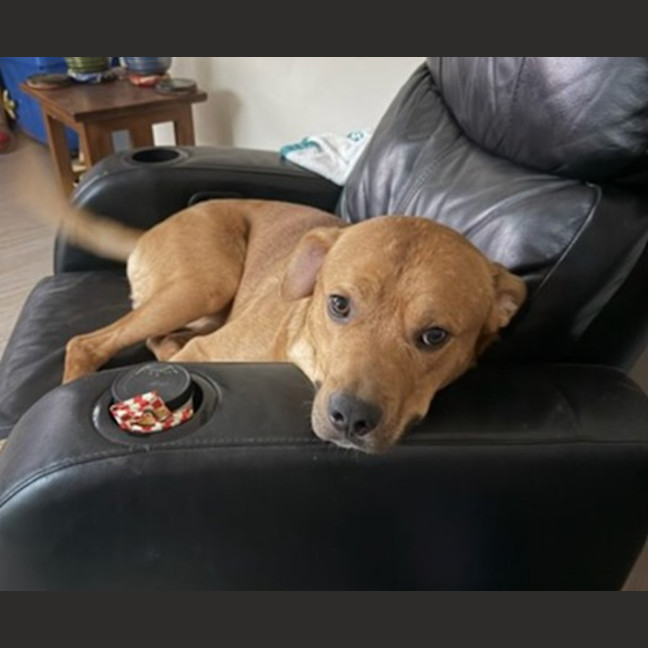 Photo of Buddy