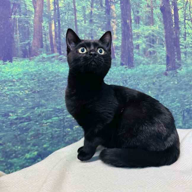 Photo of Rocky   Located In Preston