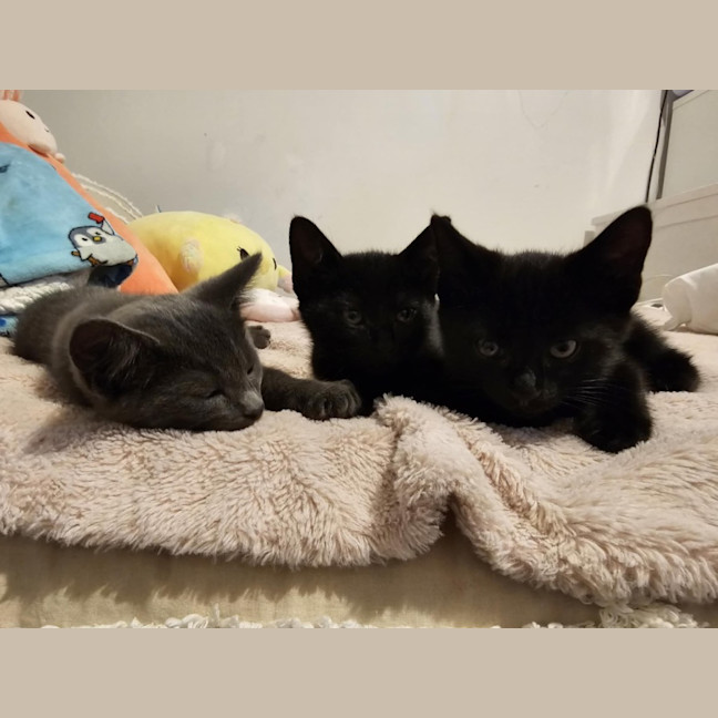 Photo of Wagga Meet Me@Petstock Keysborough 