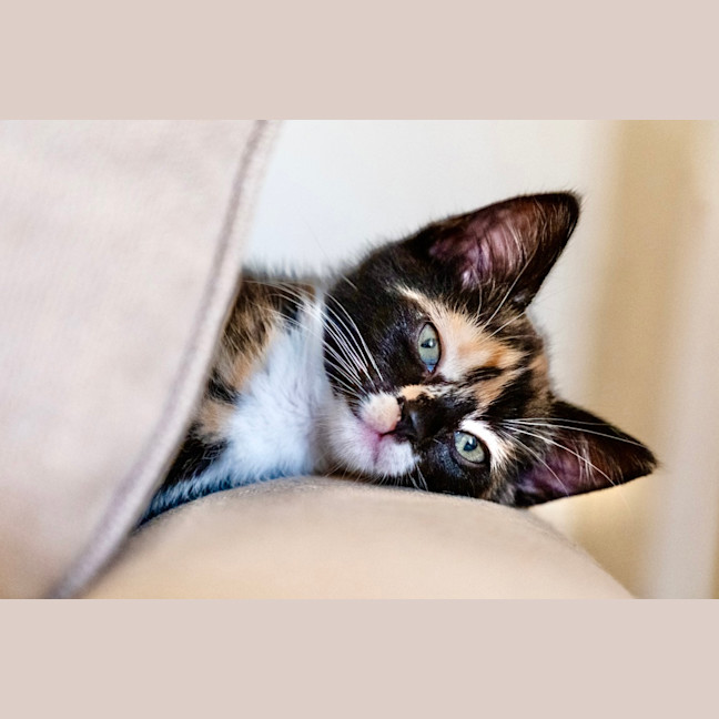 Photo of Cece