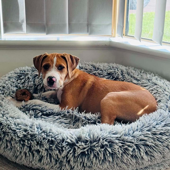 Photo of Sparky