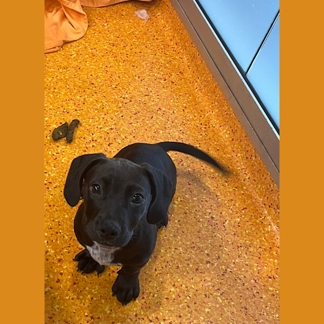 Photo of Murphy