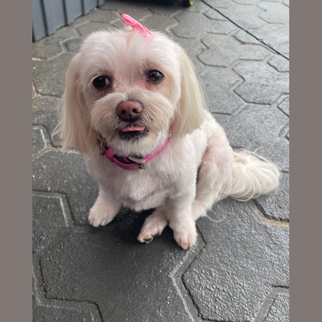 Photo of Phoebe   8 Year Old Maltese X Shih Tzu