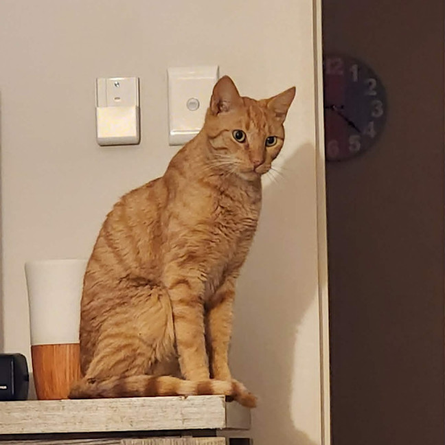 Photo of Cheeto