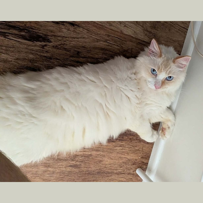 Photo of Puss
