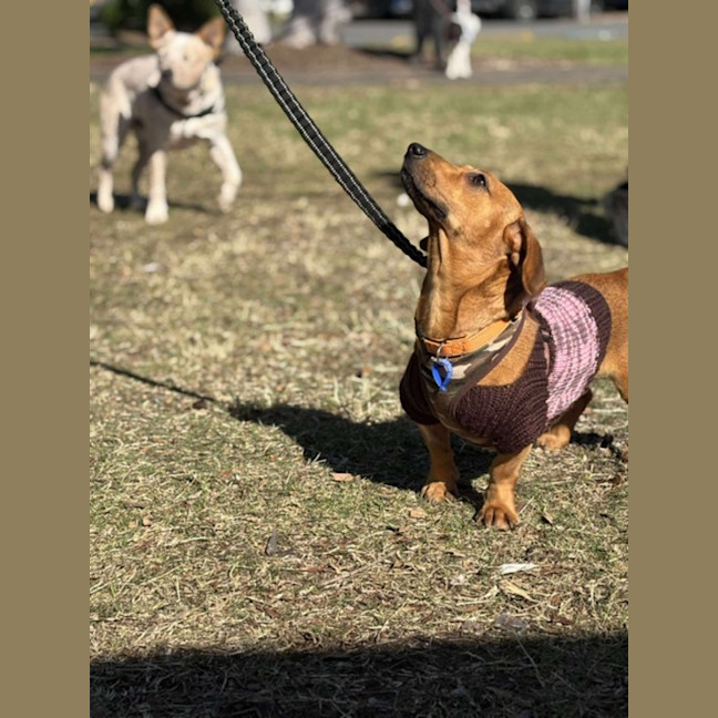 Photo of Moochie   1 Year Old Dachshund X