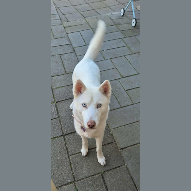 Photo of Ashie