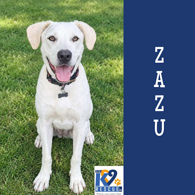 Photo of Zazu