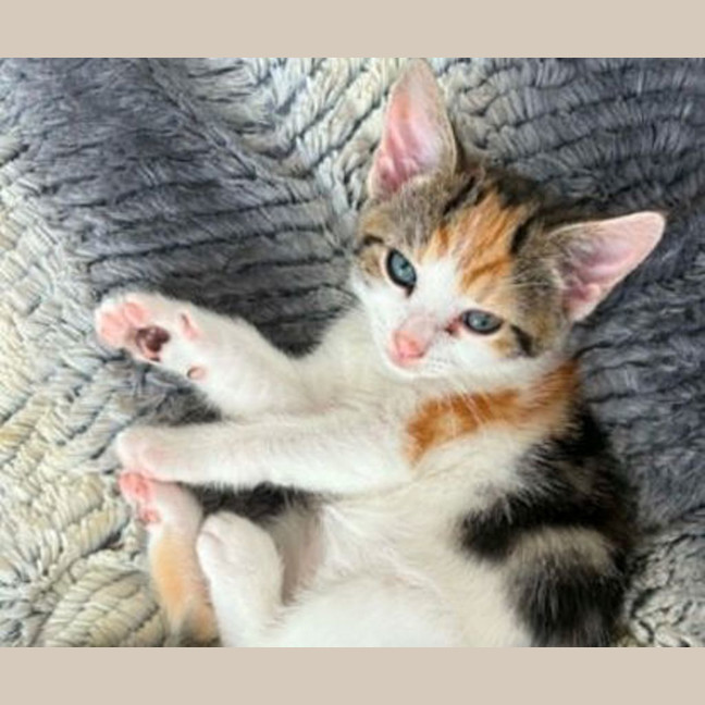 Photo of Lillipilly