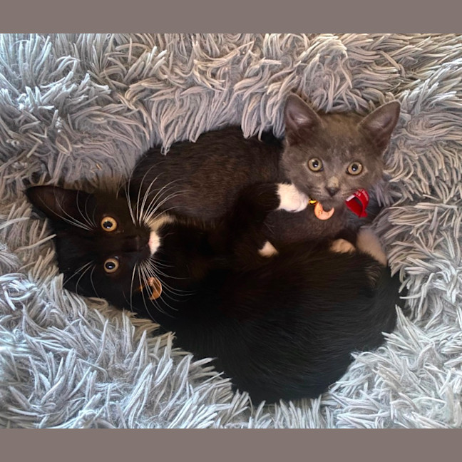 Photo of Kuro
