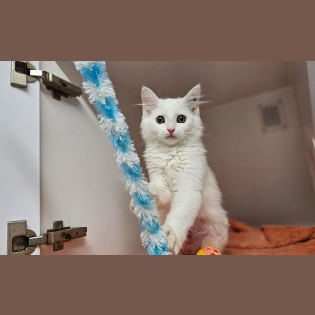 Photo of Candy
