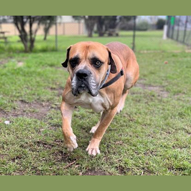 Photo of Goliath