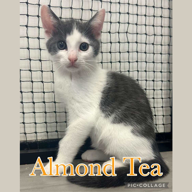 Photo of Almond Tea