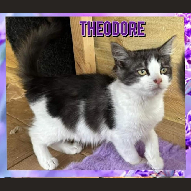 Photo of Theodore & Benjamin (Can Be Seperated)