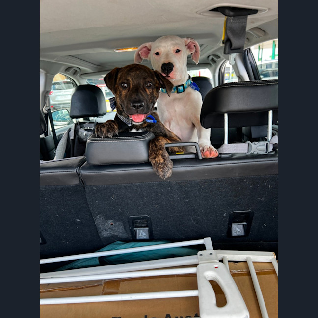 Photo of Alice   4 Month Old American Staffy X (Trial)