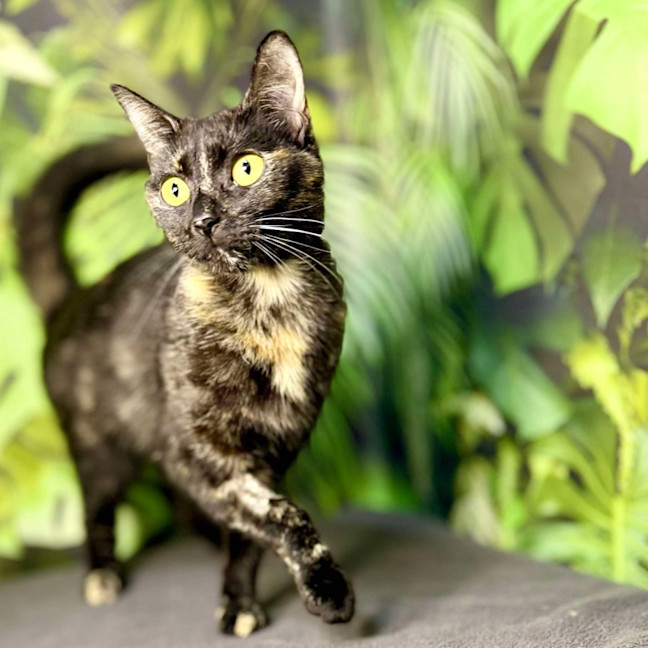 Photo of Hazel & Olive  Located In Keilor Downs