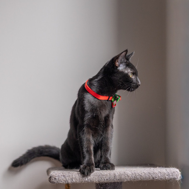 Photo of Puma