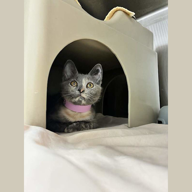Photo of Ember